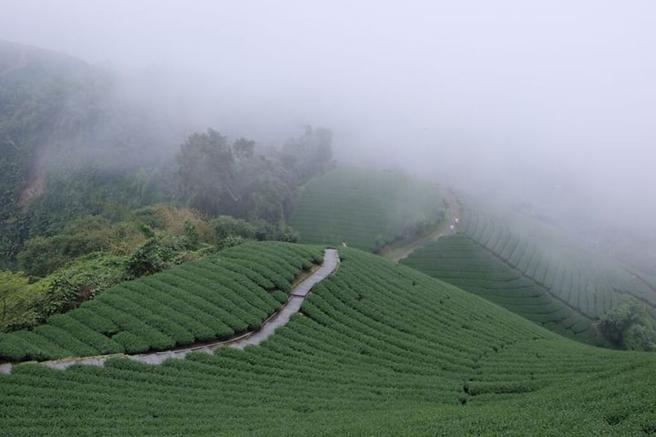 瑞峰村是冠軍茶故鄉，週邊的1314觀景台更是熱門打卡景點。　圖：旅奇週刊／提供