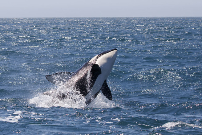 虽然尚不清楚虎鲸攻击船只的动机，但专家不排除日后衝突情况会更加严重。（示意图／达志影像）
