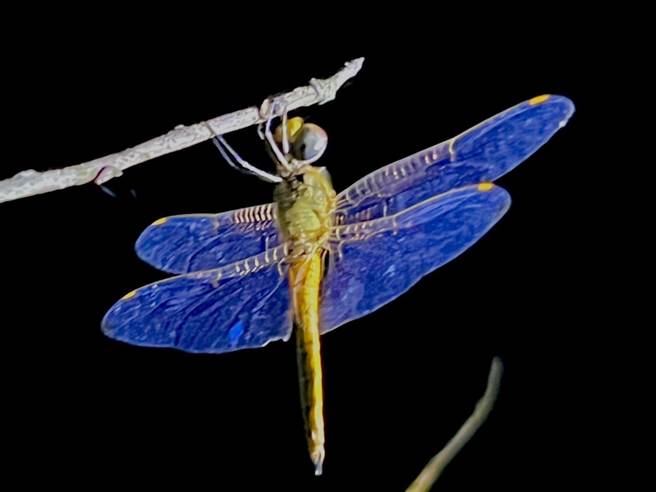 坐落于金门昔果山与双乳山之间，占地广达百公顷的中山纪念林，拥有丰富多样的生态资源。（ 金管处提供）