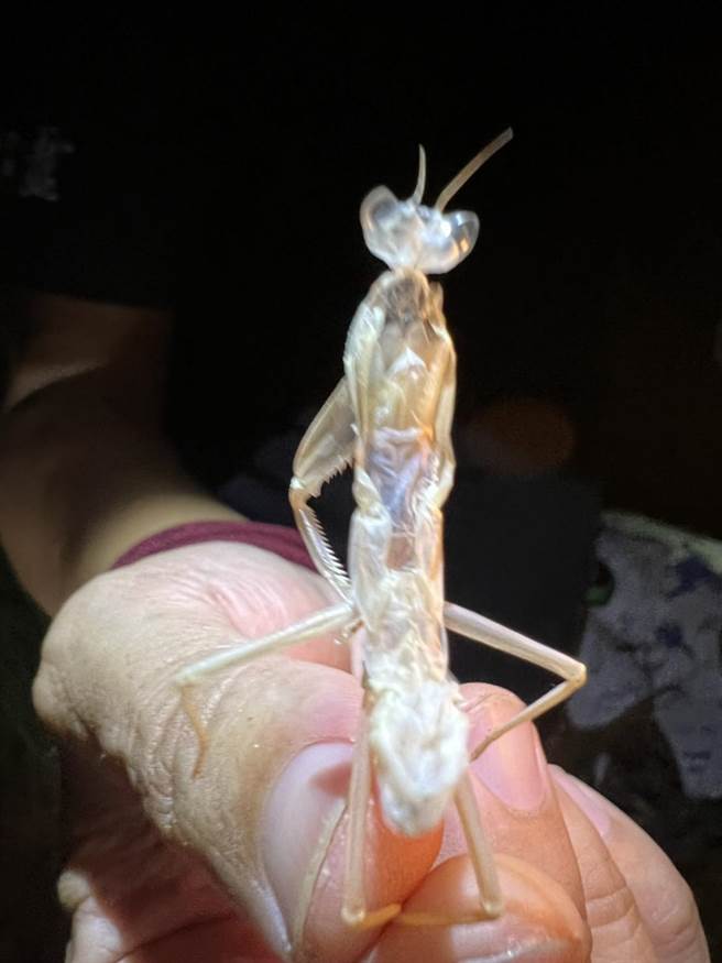 坐落于金门昔果山与双乳山之间，占地广达百公顷的中山纪念林，拥有丰富多样的生态资源。（ 金管处提供）