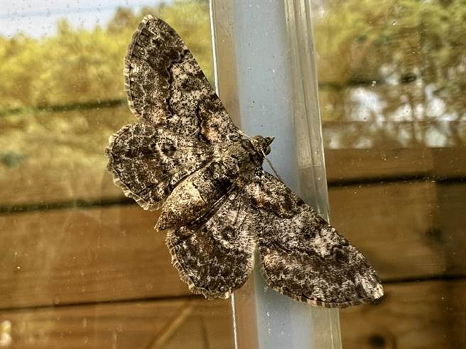 坐落于金门昔果山与双乳山之间，占地广达百公顷的中山纪念林，拥有丰富多样的生态资源。（ 金管处提供）