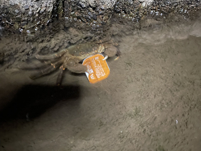 日本一名女网友在河堤边看见螃蟹紧抱着「烧烤酱」一路狂奔，最后还把酱汁吃光，让她看了啧啧称奇。（图片翻摄自推特/@youkanoicne）