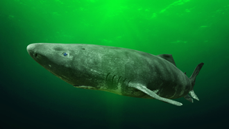 加勒比海捕獲半盲怪鯊 專家見特徵驚：牠能活400年