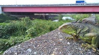綠鬣蜥擴散嚴重 台南今年度計畫捕捉量半年就達標