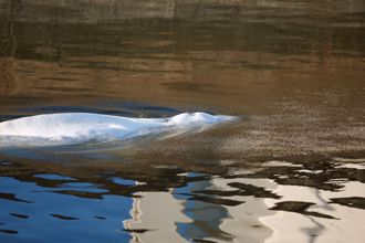 白鯨誤闖法國塞納河已脫困 恐仍有生命危險