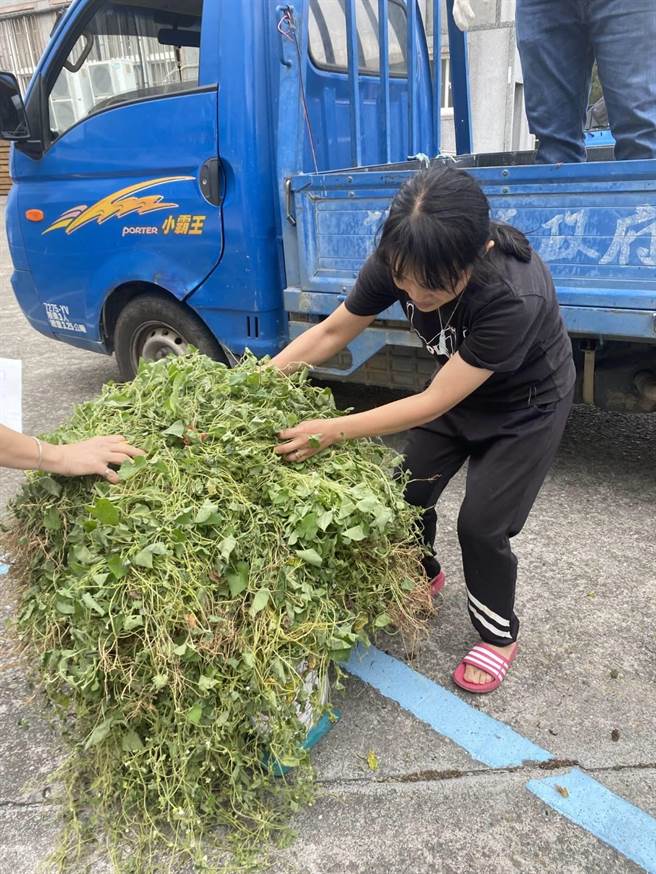 苗栗县府农业处15日起将收购小花蔓泽兰，以每公斤5元收购，收购重量上限5公吨。（苗栗县府提供／李京升苗栗传真）