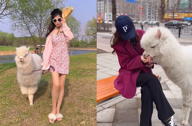 大陆一名女子的金手炼被宠物羊驼吞下肚，吓得她急忙带爱宠去看兽医。(示意图/达志影像)