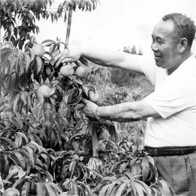 福壽山農場前場長宋慶雲生前回顧說，當年靠著蔣經國一句「幹就對了！」方開始引進溫帶水果大量種植。（福壽山農場提供)