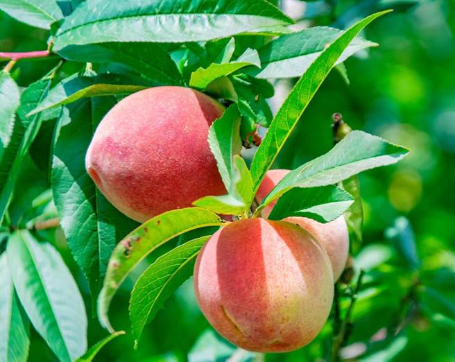 福壽山農場於1959年引進水蜜桃等溫帶水果種植。（福壽山農場提供）
