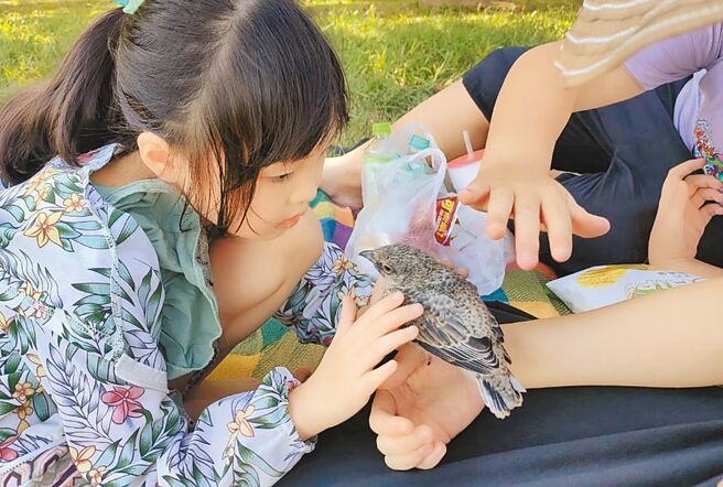 到台东看热气球的游客意外捡到花翅山椒鸟的幼鸟，已在9日下午放回原处。（民眾提供／庄哲权台东传真）