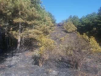 台中馬武霸山森林大火  燒毀2.5公頃林地保住二葉松林