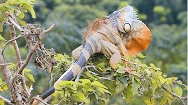 外来种「绿鬣蜥」近年爆发弃养潮，台南市政府今年计画移除2700只，没想到上半年就达标。（台南市政府农业局提供／张毓翎台南传真）