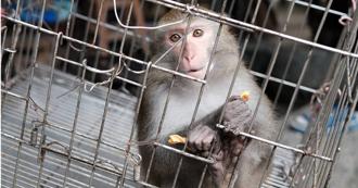 《毒猴慘案》保育類除名獼猴私養暴增　一輩子不給水養幼猴還得打死媽媽