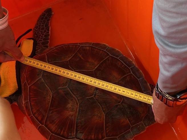 迷路的綠蠵龜背甲長約33.5公分、寬約30公分，無明顯外傷且生命跡象良好。（海巡署中部分署第四岸巡隊提供∕呂妍庭嘉義傳真）