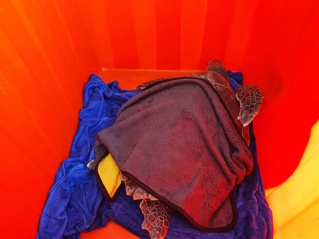 迷路的綠蠵龜背甲長約33.5公分、寬約30公分，無明顯外傷且生命跡象良好。（海巡署中部分署第四岸巡隊提供∕呂妍庭嘉義傳真）