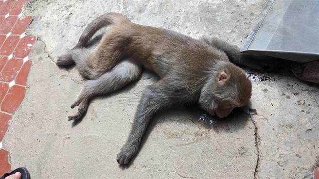 高雄市鼓山区寿山龙泉寺登山口近日出现猕猴有不正常死亡状况，市府农业局正协助化验检验中。(猕猴保育团体提供／林雅惠高雄传真)