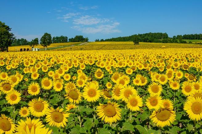 长达1个月的北龙町向日葵祭现已开跑。　图：写真AC／来源