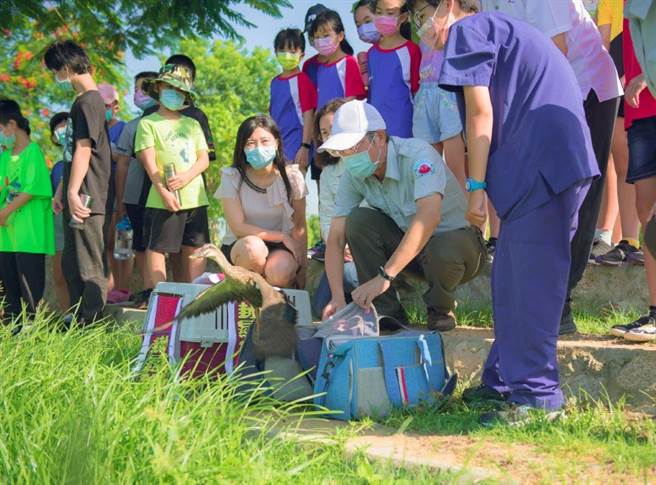 3隻評估已達野放標準的小花嘴鴨，今天在古寧頭雙鯉湖畔成功野放之二。（金管處提供）