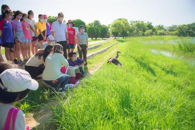 3隻評估已達野放標準的小花嘴鴨，今天在古寧頭雙鯉湖畔成功野放之三。（金管處提供）