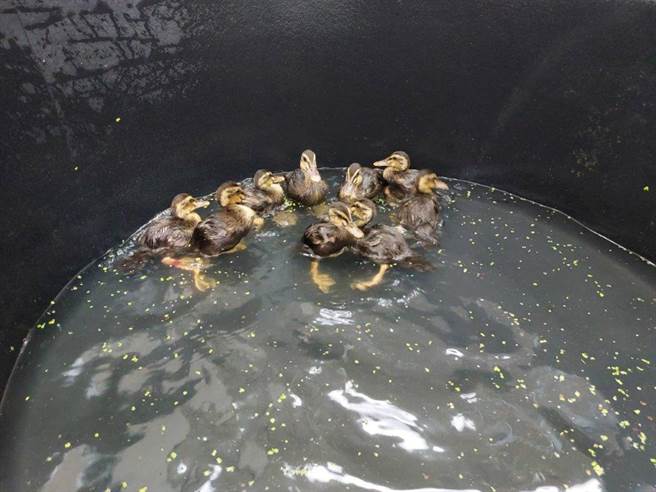 5月初在金門航空站管制區水溝發現的受困花嘴鴨雛鳥。（金管處提供）