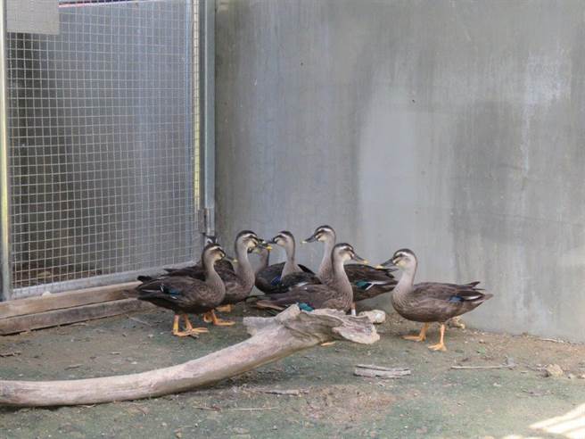 在金門縣野生動物暨救援協會從餵食、訓練游泳到飛行，悉心照養3個月後，如今黃毛小鴨已經健康長大。（金管處提供）