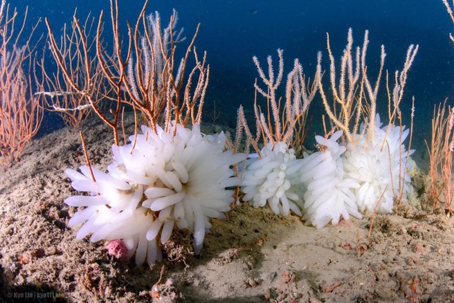基隆望海巷潮境海湾资源保育区近年復育有成，许多珍贵海洋生物回归。（基隆市政府产发处提供）