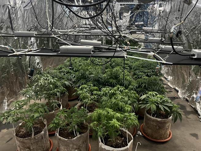 归仁警方现场起获57株大麻活株和近4公斤的大麻叶。(警方提供／曹婷婷台南传真)