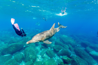 日本泳客頻遭野生海豚咬傷  警方強化海面警戒