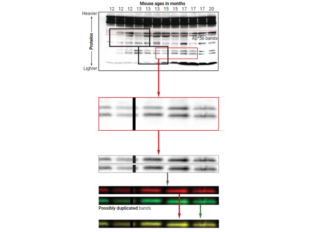 调查指出这篇2006年阿兹海默的研究论文使用的数据与图片有被窜改的迹象，专业的图像处理专家认为图片使用修图软体改造过。（图／《自然》期刊）