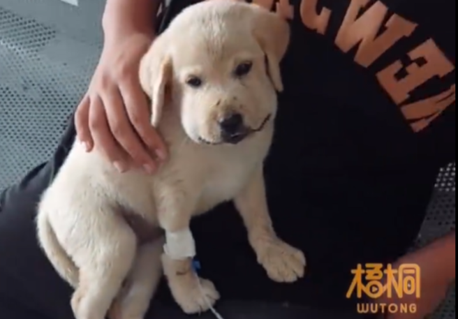 大陆一只小狗被毒蛇咬伤，脸部肿得像猪头，委屈表情让网友看了哭笑不得。(图翻摄自微博/梨视频)