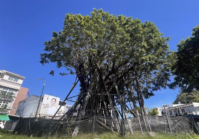 原本奄奄一息的老榕树，经过1年的救治后，已经逐渐恢復生机 。（庄哲权摄）
