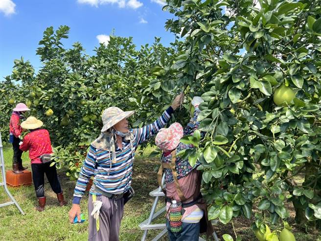 今年中秋节是国历9月10日，比往年提早许多，斗六文旦本周起陆续採收，提早销售因应。（周丽兰摄）