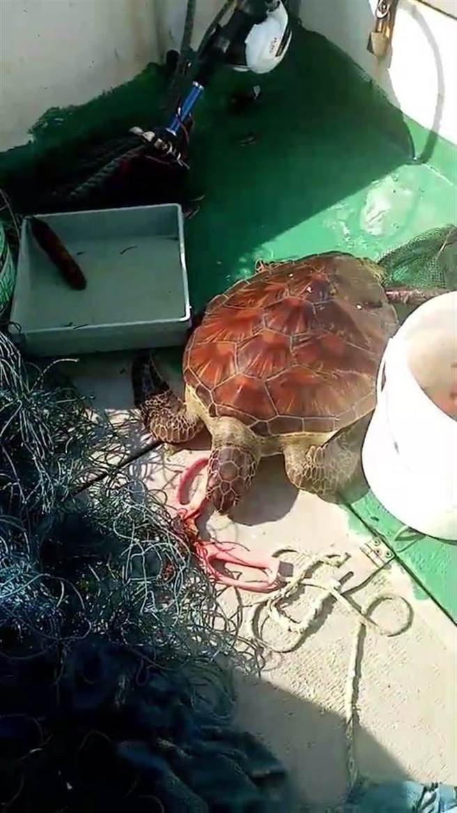 海龟脱困后活动力良好。（新竹市政府提供／王惠慧新竹传真）