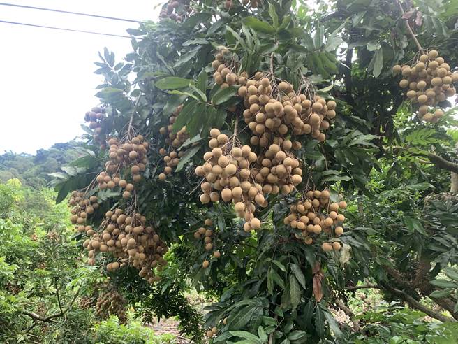 今年龙眼眼价格高涨，连带造成偷採事件不断。（市议员李天生提供／冯惠宜台中传真）
