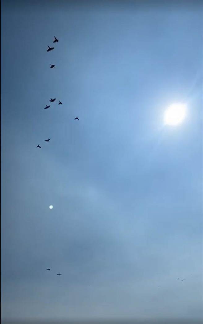 近300只鹦鹉同时翱翔于天际，这一幕视觉效果以鹦鹉价值计算至少要上千万元。（周丽兰摄）