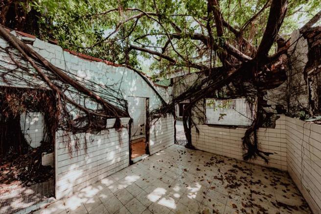 高雄冈山空军眷村「醒村」藉电视剧「一把青」进入大眾眼帘，高雄市政府争取修復经费，打造空军文化园区，是继台南安平树屋后，台湾第2座自然形成树屋的建筑。（图/ 中央社）
