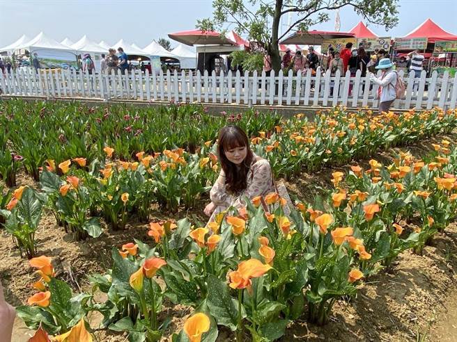 桃園市大園區溪海休閒農業區發展彩色海芋季，去年狂吸153萬人次。（蔡依珍攝）