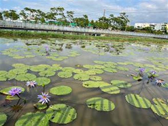 桃園市觀音蓮花休區，因冬天也發展控窯、萬聖南瓜節等延續熱度，去年財務自籌率達8成。（蔡依珍攝）
