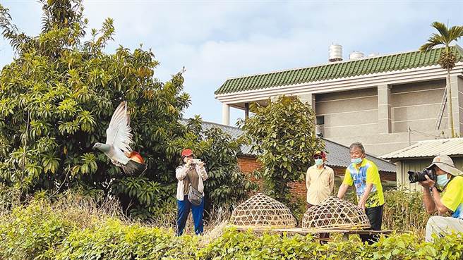 每年农历2至4月农閒期间，台南市新营、盐水、学甲等地盛行鸽笭活动。（张毓翎摄）