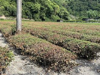 宜蘭7月雨量創15年新低 茶農損失恐近百萬