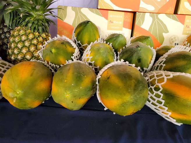 雲林縣林內鄉木瓜在台中農試所輔導下改用非農藥防治，對農友更健康、對土地也更友善。（周麗蘭攝）