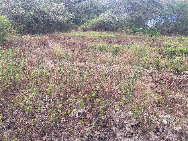 宜蘭縣冬山鄉茶園乾枯面積已達天然災害標準門檻。（茶農游正福提供／吳佩蓉宜蘭傳真）