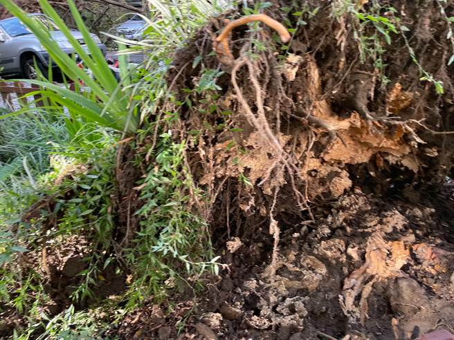 大安区新龙公园路树倒塌。（公园处提供／张芷瑜台北传真）