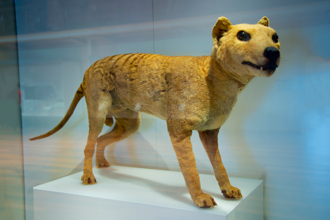 袋狼絕跡近1世紀 科學家著手研究讓牠「復活」