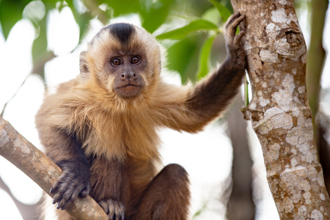 動物園捲尾猴意外撥通報案電話 驚動加州警方