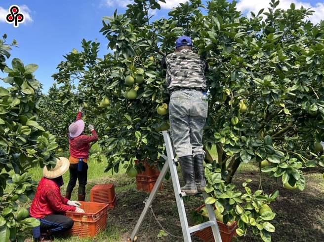 陈吉仲表示，因应中国大陆暂停文旦柚输入，为维持产地价格，今年目标外销3000公吨、加工2500公吨，以及内销500公吨，目前麻豆、斗六产区的文旦柚已经进入採收期。（本报系资料照）