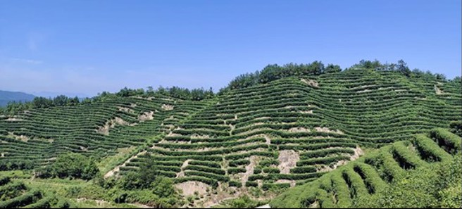 城固县地处汉中盆地腹部，北依秦岭，南屏巴山，年降雨量1000mm以上，为茶树的生长提供优越的生态环境。（图／方伟光）
