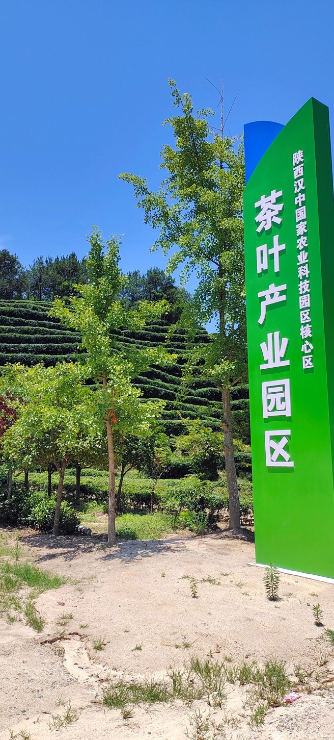 位于陕西省汉中市城固县三化村的茶叶产业园占地5000亩。（图／方伟光）