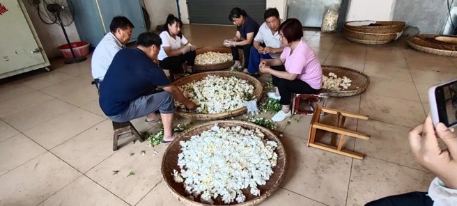 工厂帮扶的茶农正在拣选花茶。（图／方伟光）