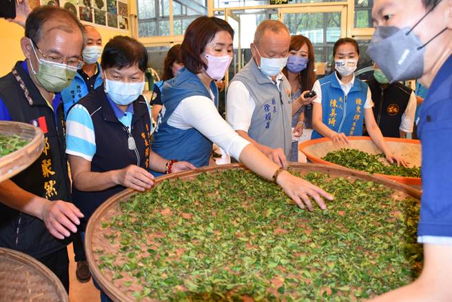 苗栗县长徐耀昌等17日扮演一日茶师制作东方美人茶，要将茶叶萎凋前将茶菁铺洒至竹篮上。（谢明俊摄）